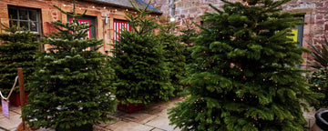 Festive Opening Hours at Restoration Yard