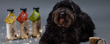 best christmas gifts for dogs